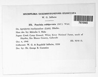 Puccinia recondita image